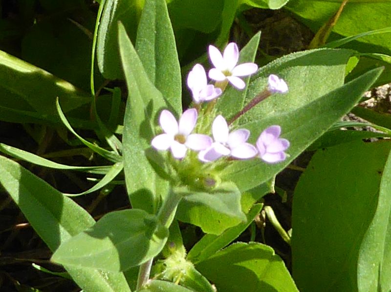 Collomia